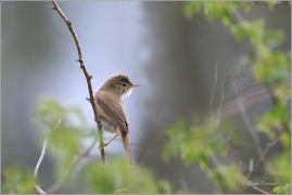 <p>RÁKOSNÍK OBECNÝ (Acrocephalus scirpaceus) - Českolipsko /Eurasian reed warbler – Teichrohrsänger/</p>